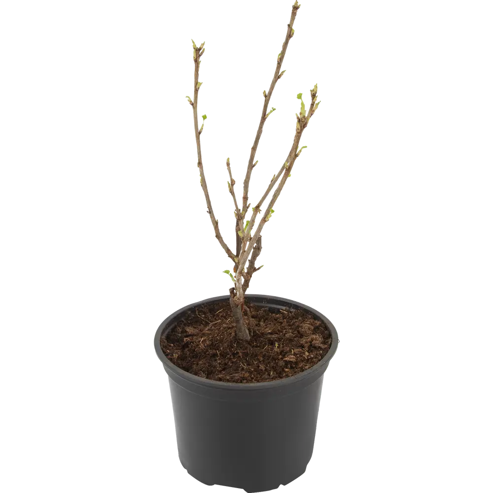 Santreyd Белая смородина микс - саженец для богатого урожая 85325549 STLM-0061627