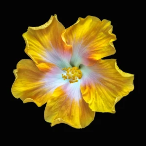 Картина на стекле Цветочная фантазия 2 30x30 см 83515672 STLM-2212220