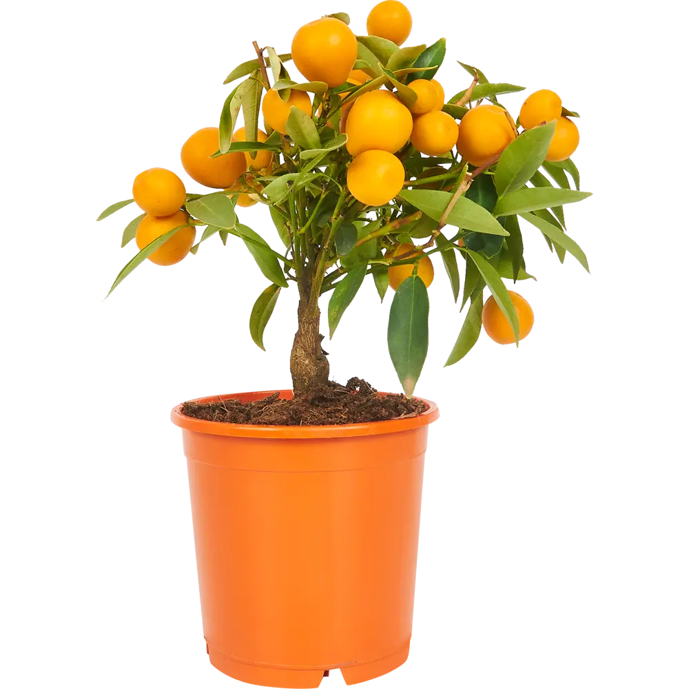 Santreyd Лимонное дерево - вечнозеленый цитрус для дома 84802343 STLM-0055342 - Вид №2