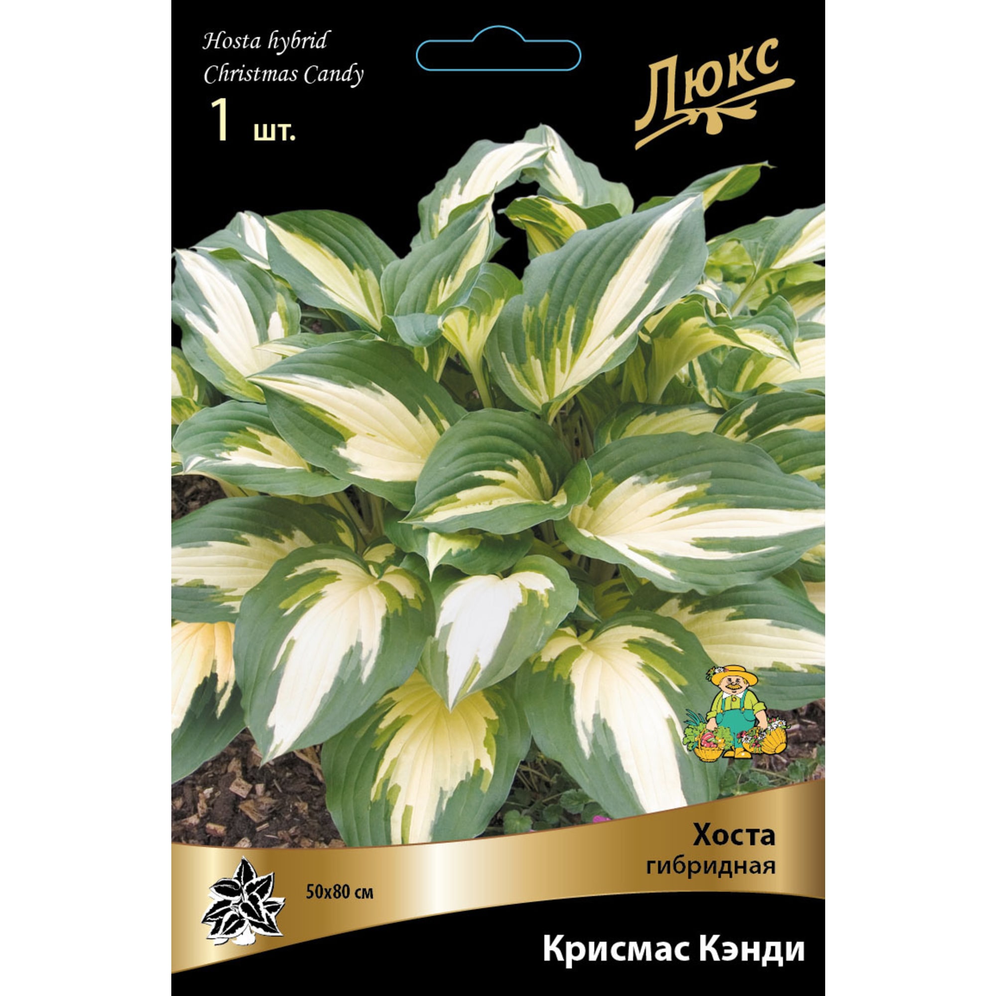 83598052 Хоста гибридная Крисмас Кэнди луковица I Santreyd 