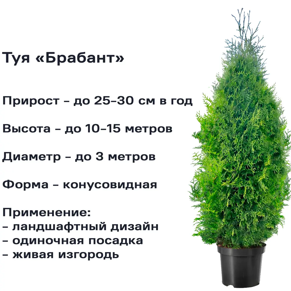Туя западная «Брабант» 40x120-140 см 82625360 STLM-2060706 Santreyd  - Вид №2