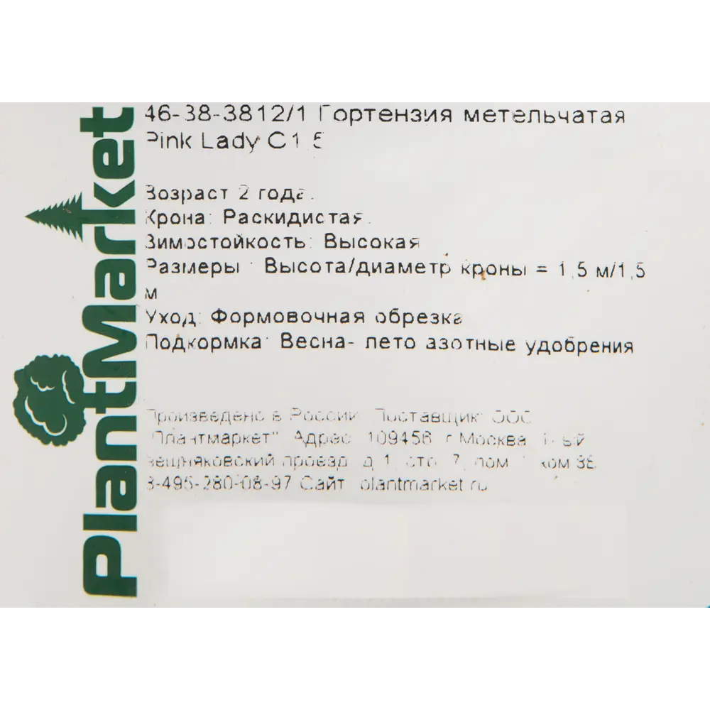 Гортензия метельчатая «Пинк Леди» C1.5 PLANTMARKET STLM-2006142 - Вид №1