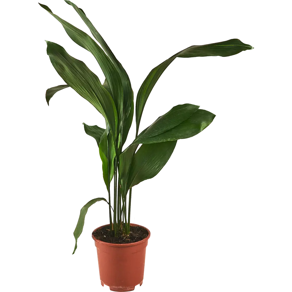 Santreyd Аспидистра Элатиор — изысканное комнатное растение с пышной листвой 87819684 STLM-0075884