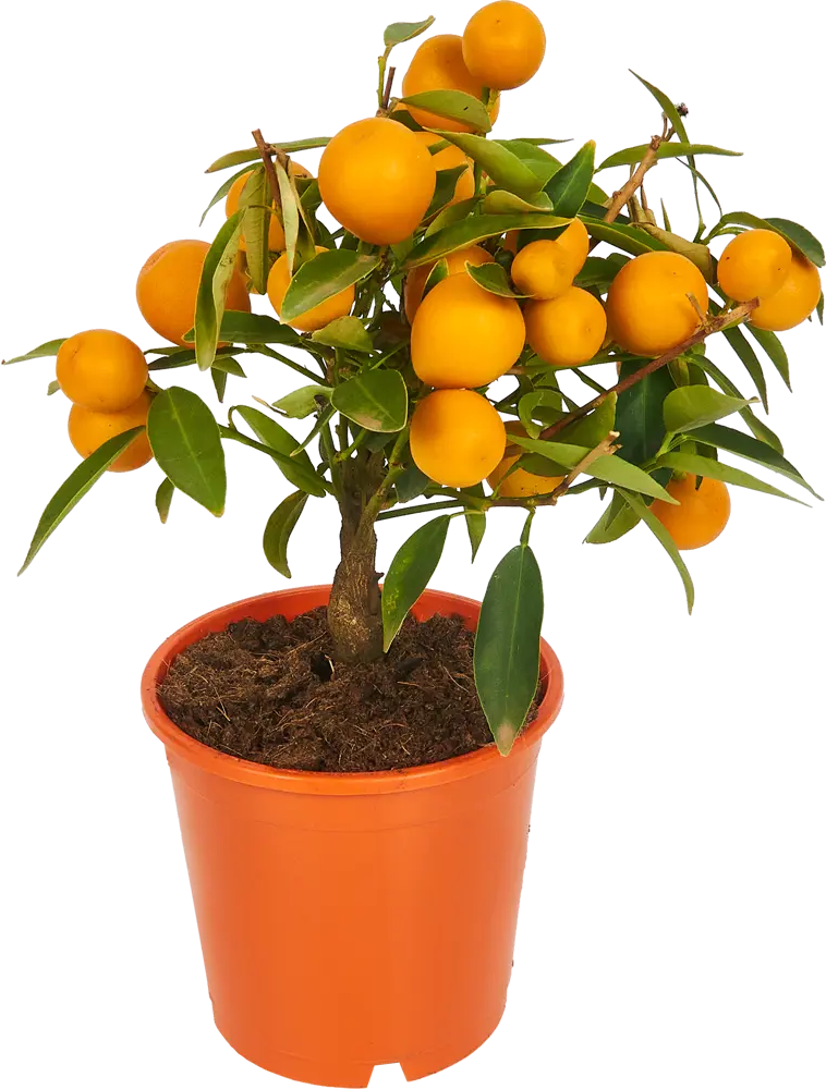 Santreyd Лимонное дерево - вечнозеленый цитрус для дома 84802343