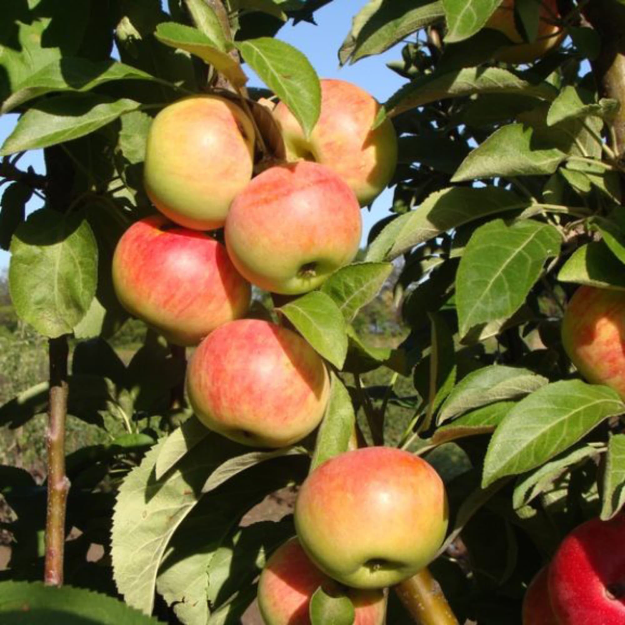 81954954 Яблоня колонновидная С4 «Луч» h100 Santreyd  - Вид №2