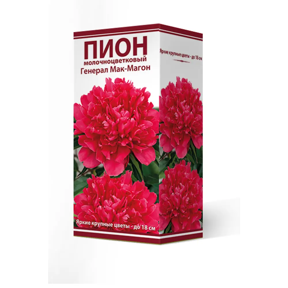 Пион молочноцветковый травянистый «Генерал Мак-Магон» разбор 2-3 82661854 STLM-2092514 Santreyd 