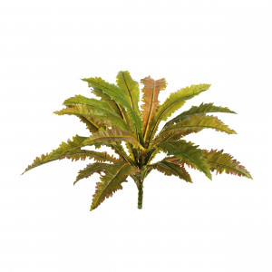 2000983170231 Асплениум Криспи Вэйв высота 35 ROOMERS