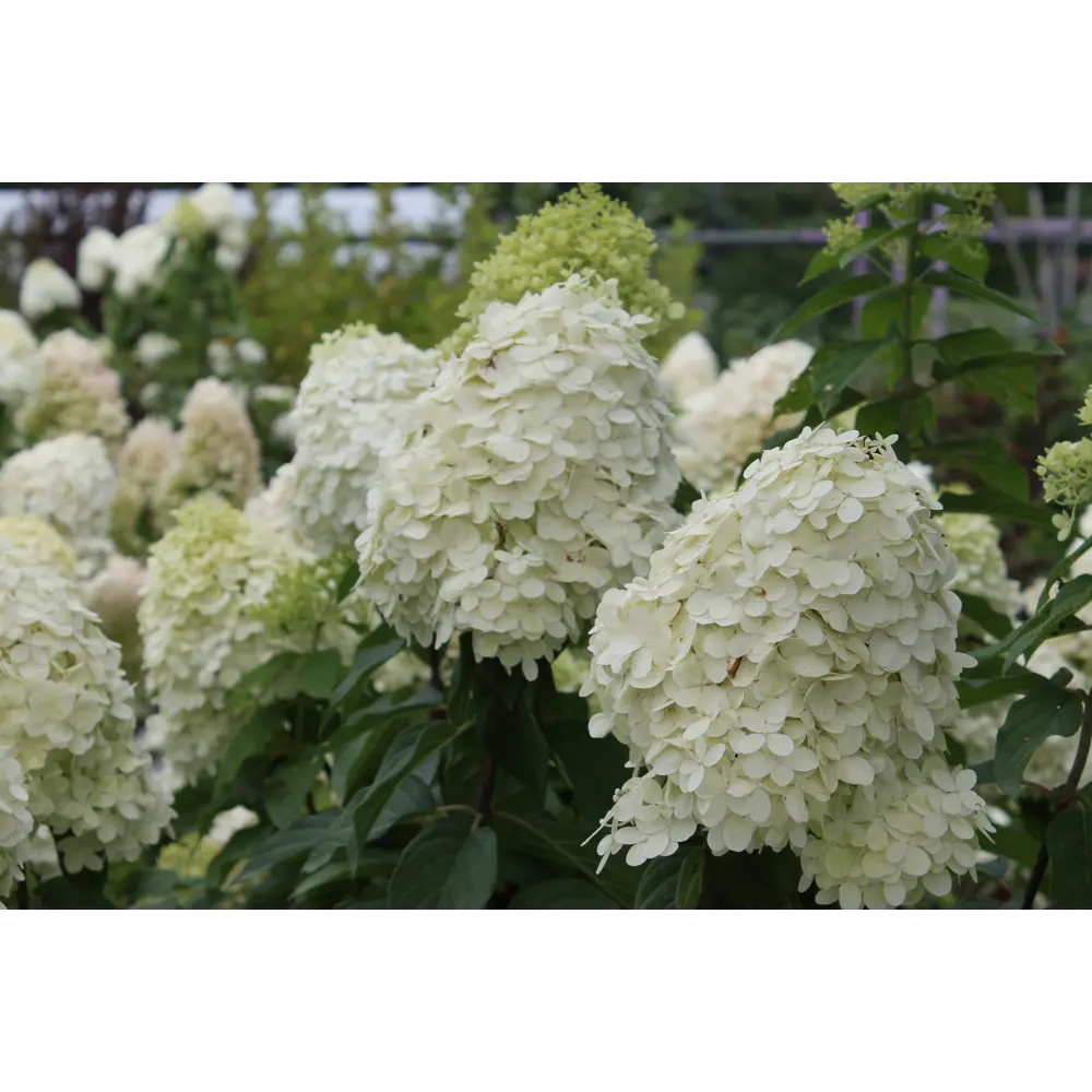 Гортензия метельчатая «Фантом» 9x15 см 82625252 STLM-2188662 PLANTMARKET 