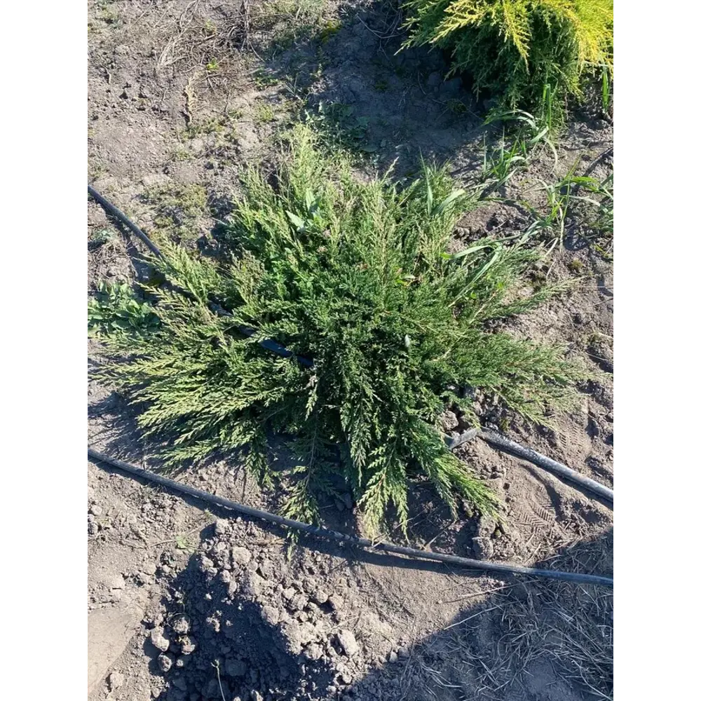 Можжевельник Принц Уэльский h120 - 140 см Santreyd STLM-2180873