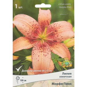 Лилия азиатская Морфо Пинк 85186027 STLM-2071890