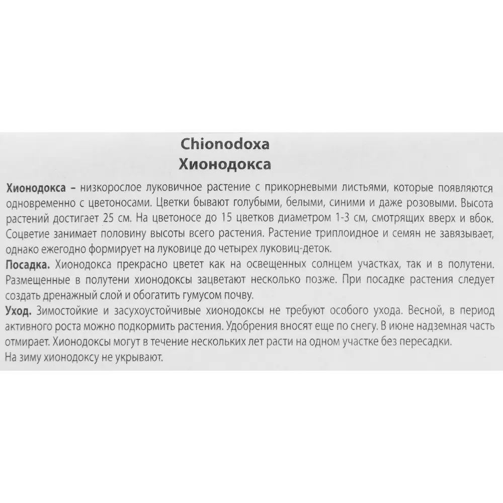Santreyd Хионодокса Люцилии Альба - белые весенние звезды 88294941 STLM-1431536 - Вид №2