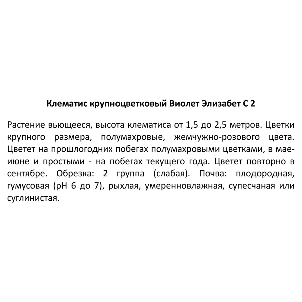 Клематис крупноцветковый Виолет Элизабет ø17 h50 см 85324314 STLM-2073974 Santreyd  - Вид №3