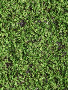 20.0818108M Мох рясковый (полотно) прямоугольник Цветочная коллекция