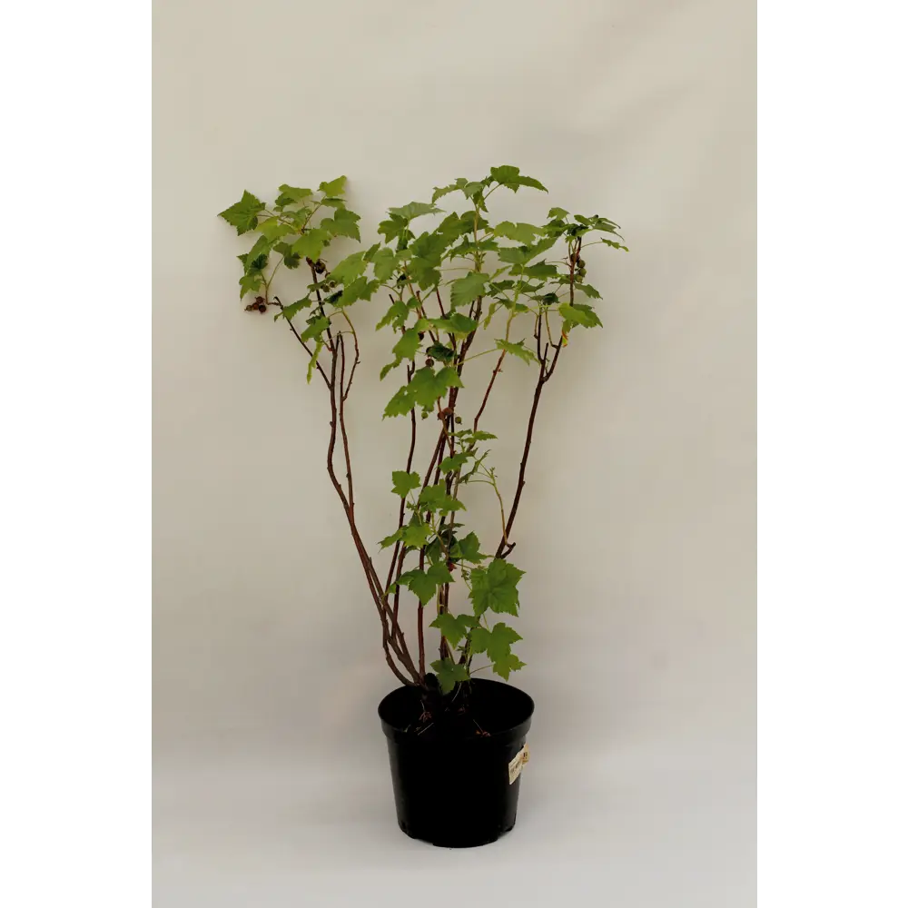 Santreyd Черная смородина - морозостойкий саженец 50 см 88477129 STLM-0955475