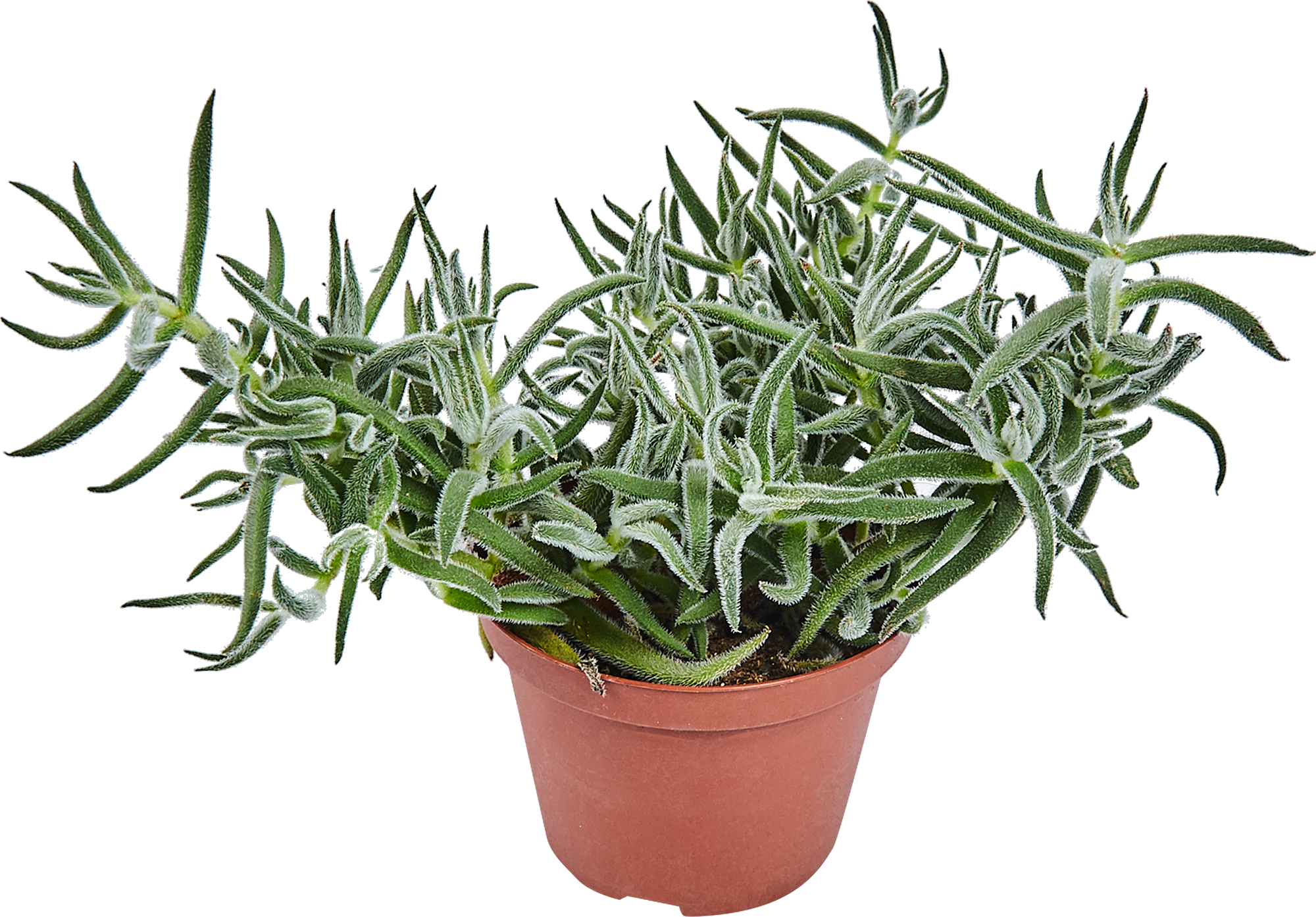 Суккулент микс Santreyd - набор комнатных растений для интерьера 82894902 STLM-0037680 - Вид №7