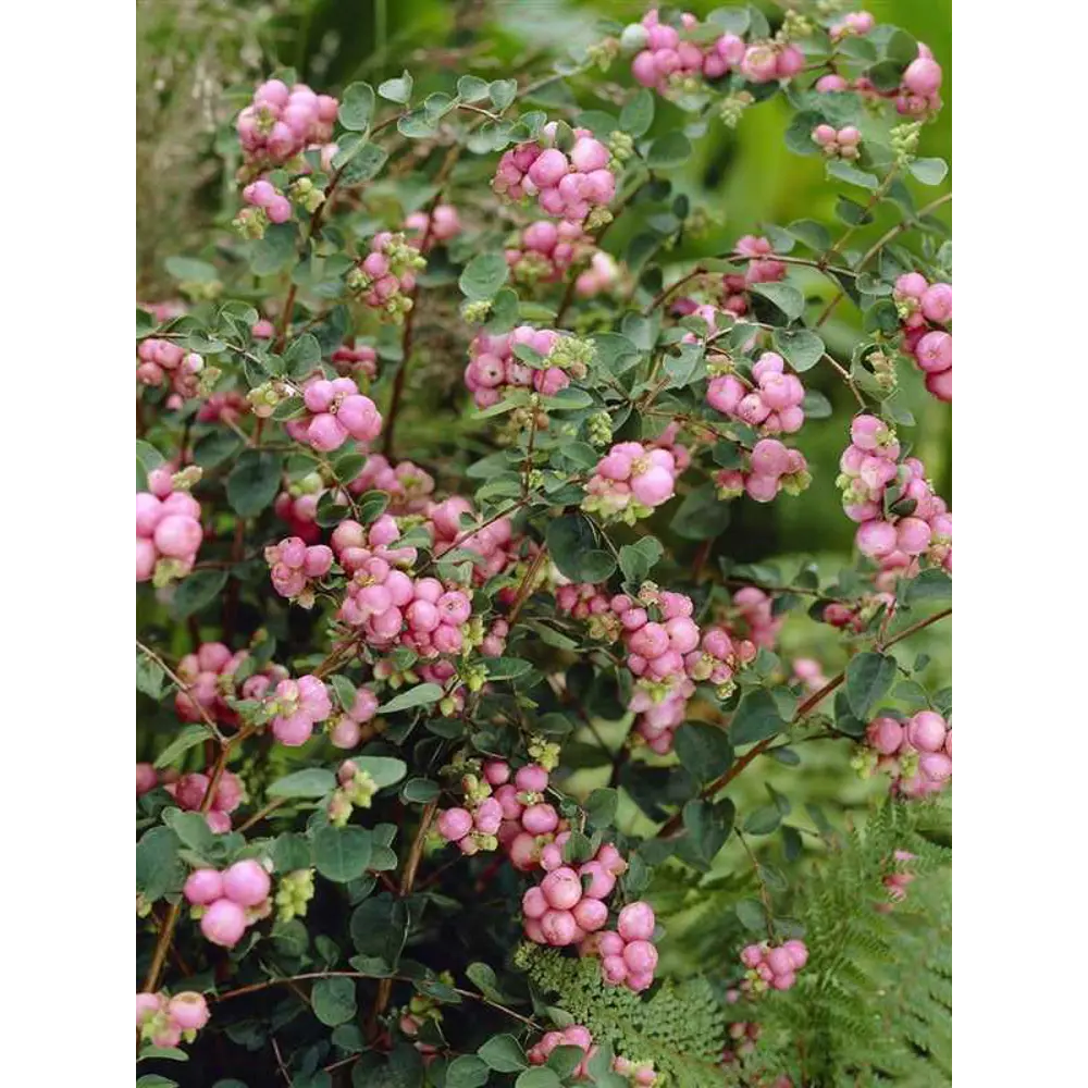 Снежноягодник Хенаульта Хэнкок ø9 h20 см 84406435 STLM-2055445 PLANTMARKET 