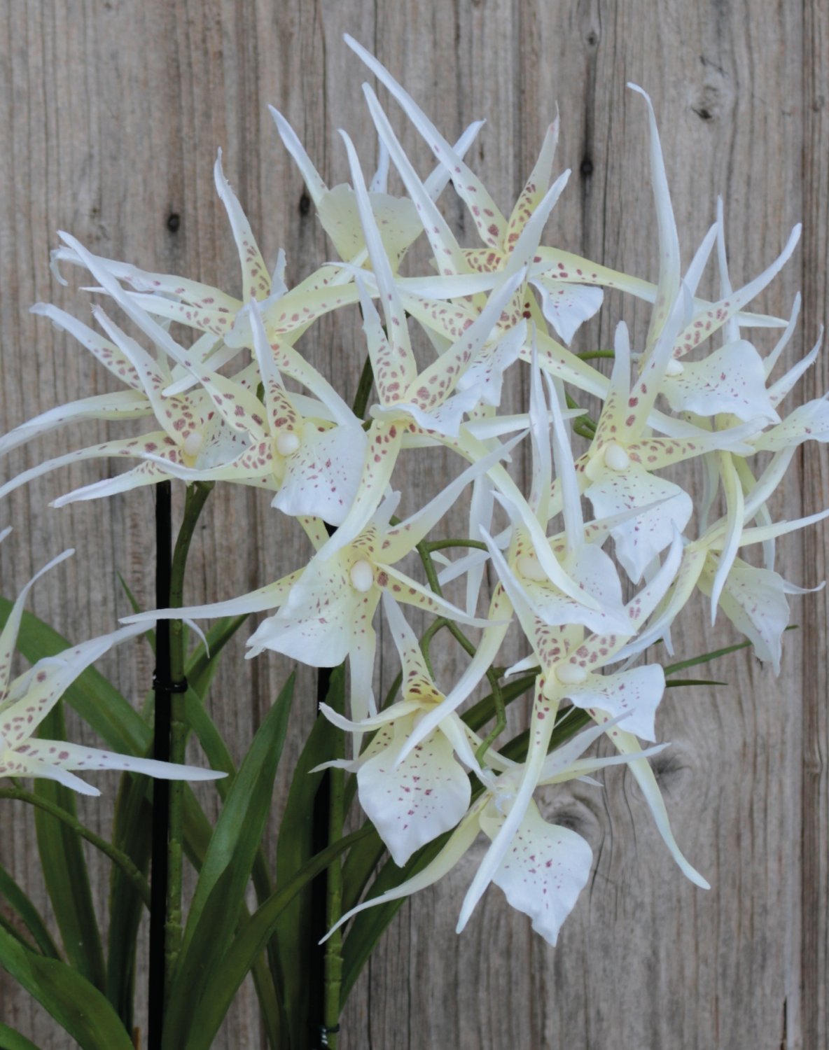 2529 778 a3 Искусственная орхидея паук (brassia), горшечная, 50 см, бежево-белая H-andreas  - Вид №3