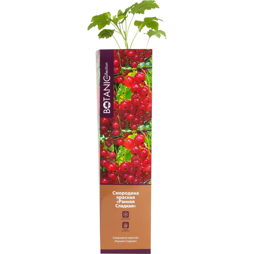 Смородина красная ранняя сладкая в тубе 82539572 STLM-2167151 BOTANIC COLLECTION 