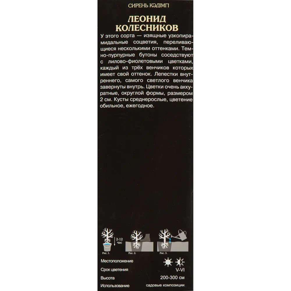 Сирень обыкновенная Леонид Колесников 82527874 STLM-2131363 Santreyd  - Вид №1