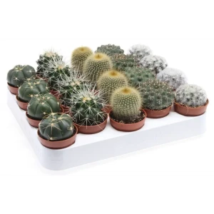 Santreyd Кактус Грузони — шаровидный суккулент для интерьера 82877372