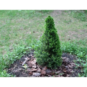 Ель канадская Коника ø22 h60 - 65 см