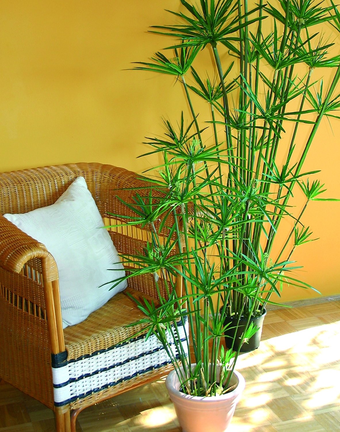 5474 883 a3 Искусственные орехи в горшках, 105 см, зеленые H-andreas  - Вид №2