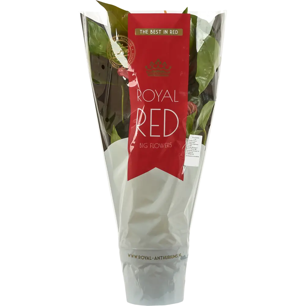 Santreyd Антуриум Рэд Кинг — изысканное сердце тропиков 82383414 STLM-1381386 - Вид №3