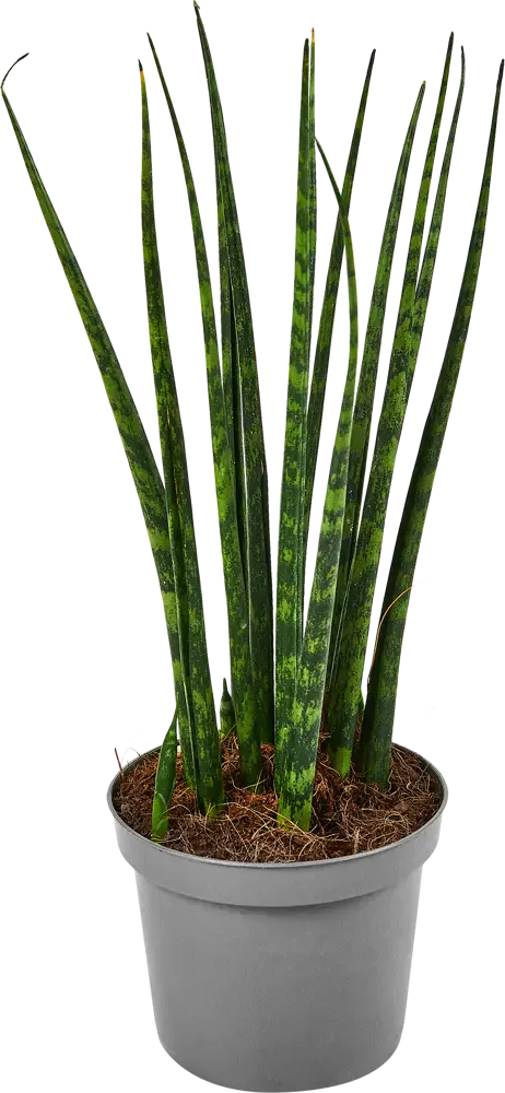 Сансевиерия Фернвуд Santreyd — декоративное комнатное растение с трубчатыми листьями 87819653