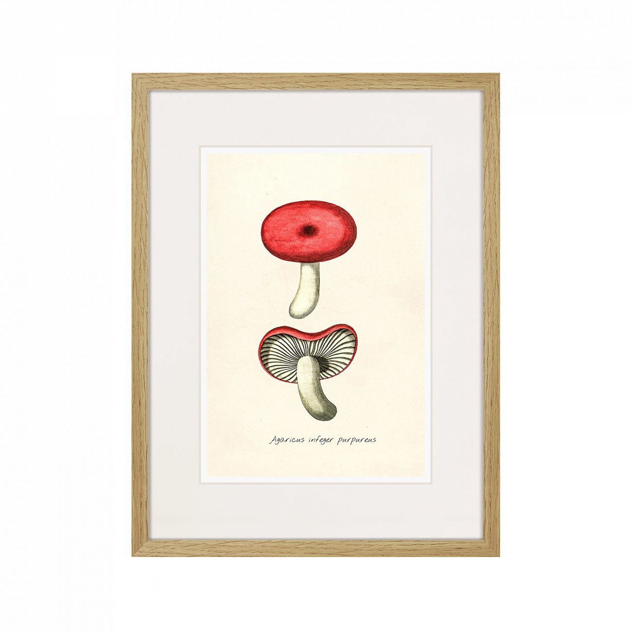 Картина в раме 32х42 см Botany illustration №12, 1836г. КАРТИНЫ В КВАРТИРУ  264509 Красный;серый;разноцветный  - Вид №1