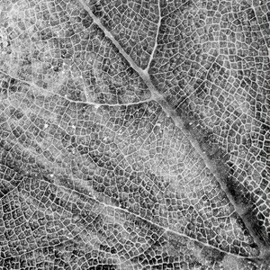 Арт-панель на холсте Alex Turco Organic Dna