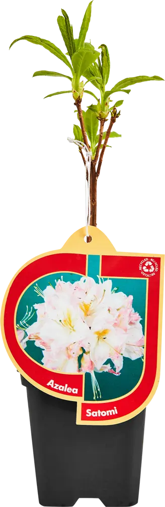 Santreyd Азалия микс - цветущее украшение интерьера 89363686