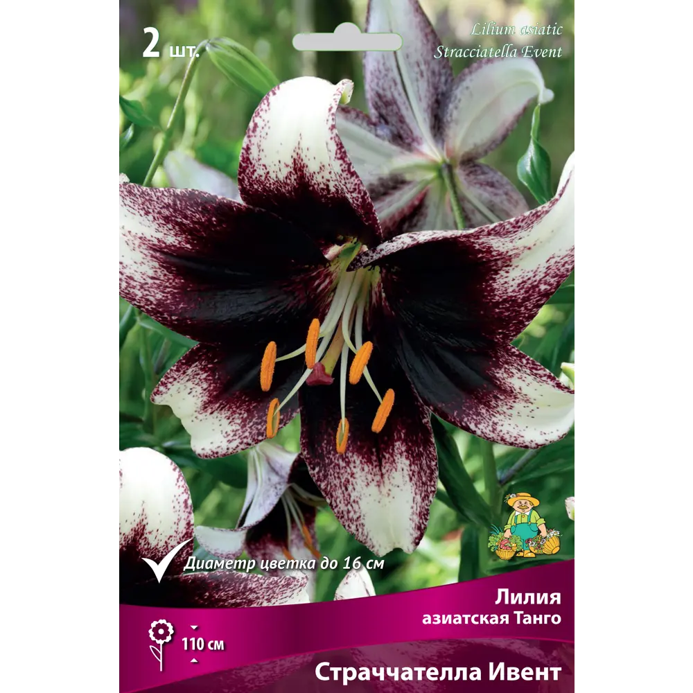 Лилия азиатская «Танго Страччателла Ивент» размер луковицы 14/16 82662524 STLM-2079498 Santreyd 
