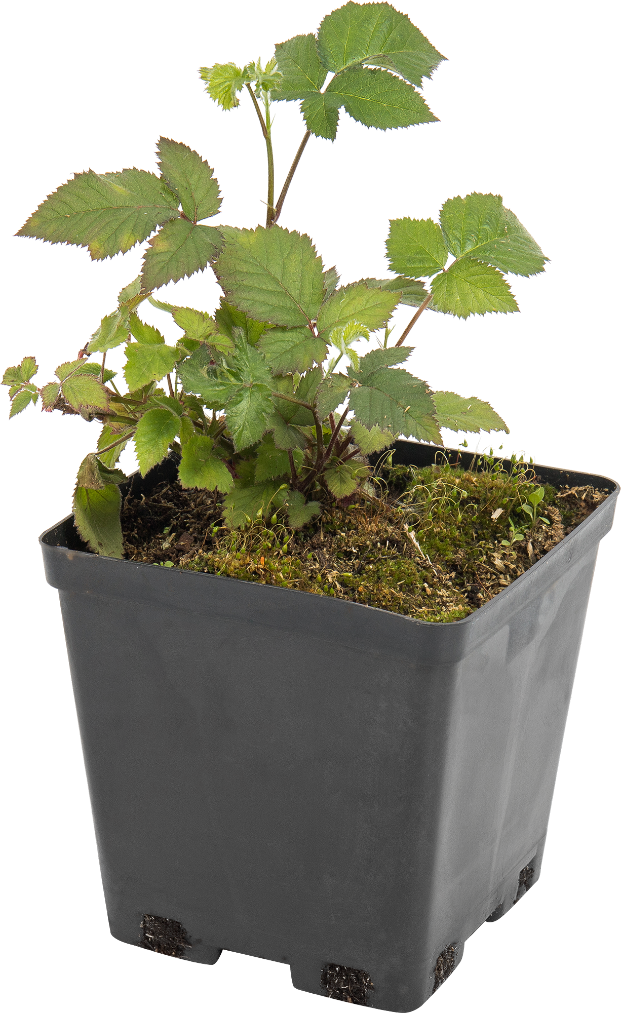 Саженец ежевики «Тройная Корона» Santreyd 82597072 STLM-0030988