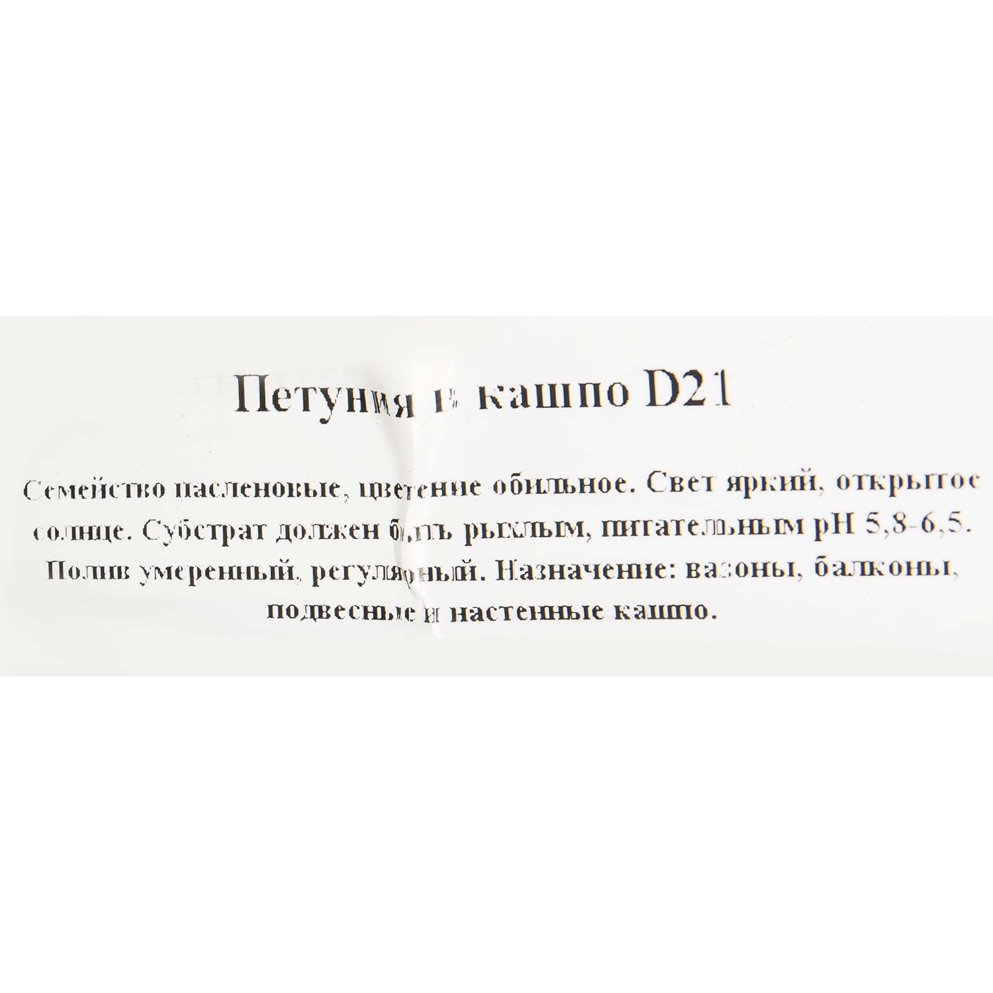 82649996 Петуния в кашпо 21 см Santreyd  - Вид №1