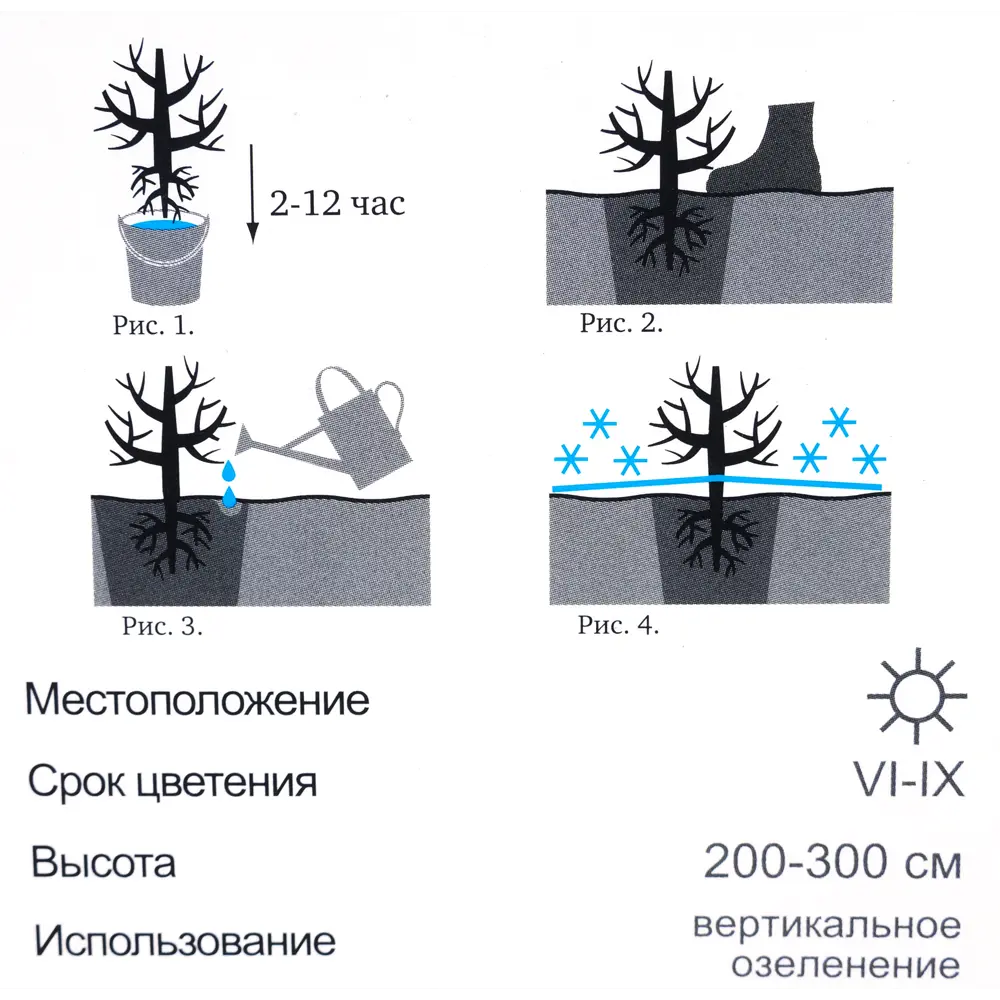 Роза «Плетистая» эконом спрей в ассортименте 82009452 STLM-2200422 Santreyd  - Вид №2