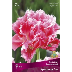 Тюльпан Криспион Лав бахромчатый ПОИСК - розовые махровые цветы 89381287