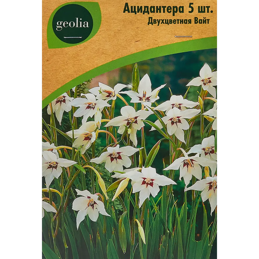 Ацидантера Geolia двухцветная Вайт 5 шт STLM-2181949