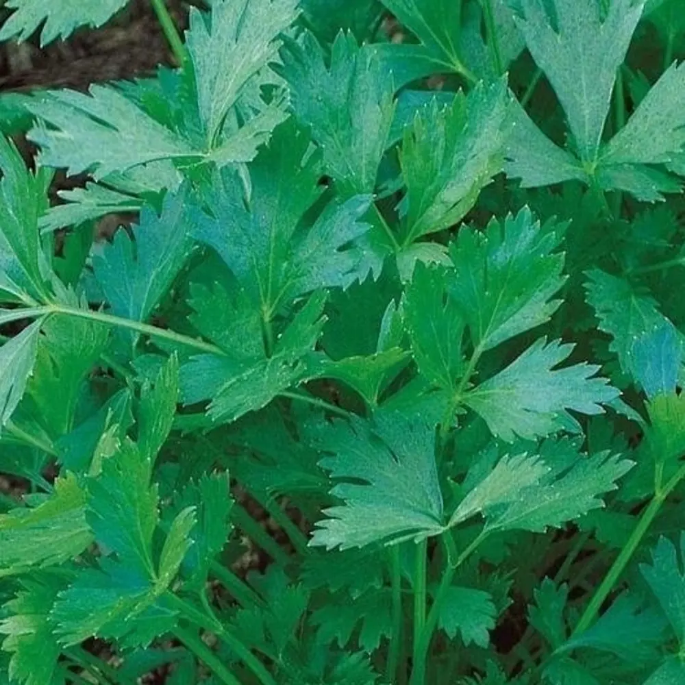 Семена петрушки Богатырь от AGRONI - универсальный сорт с зеленью и корнеплодом 17251076