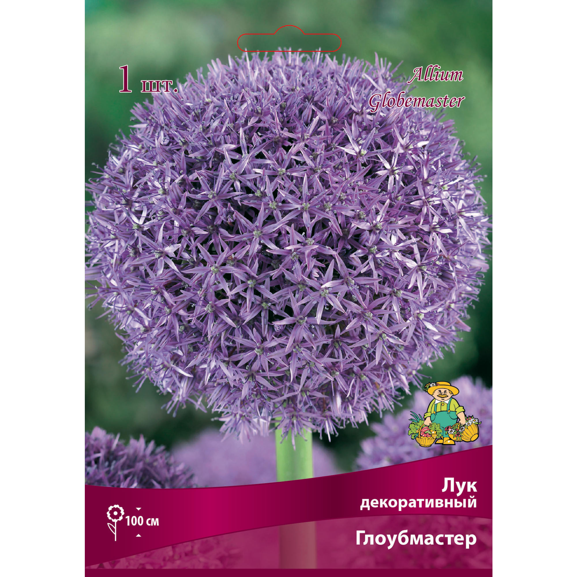 Лук декоративный ««Глоубмастер» размер луковицы 18/20 Santreyd 82661877