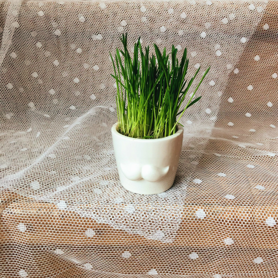 Набор для выращивания Eco мини-кашпо «Усы» ЭКОЧЕЛОВЕКИ MIN102 - Вид №1