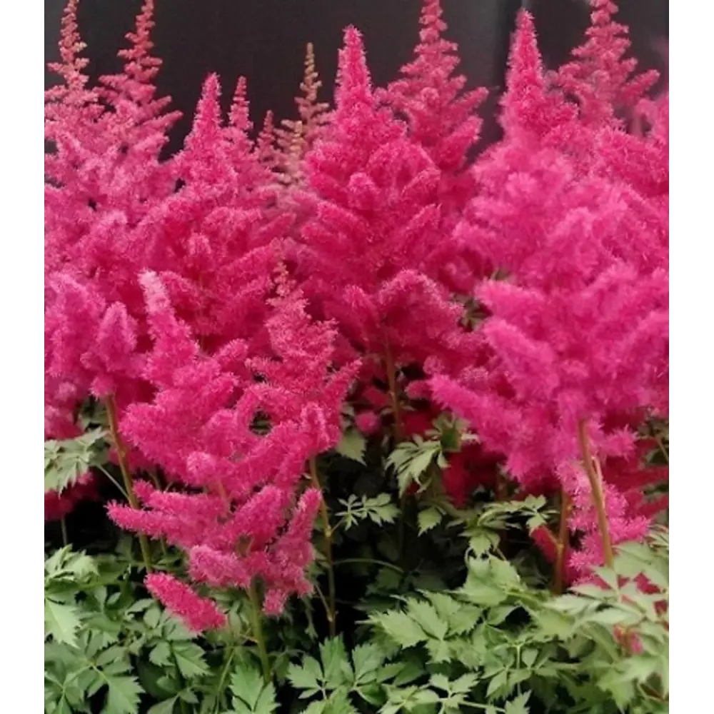 Астильба Майти Ред Куин - корневище многолетнего растения 89433495 ПОИСК STLM-1582896