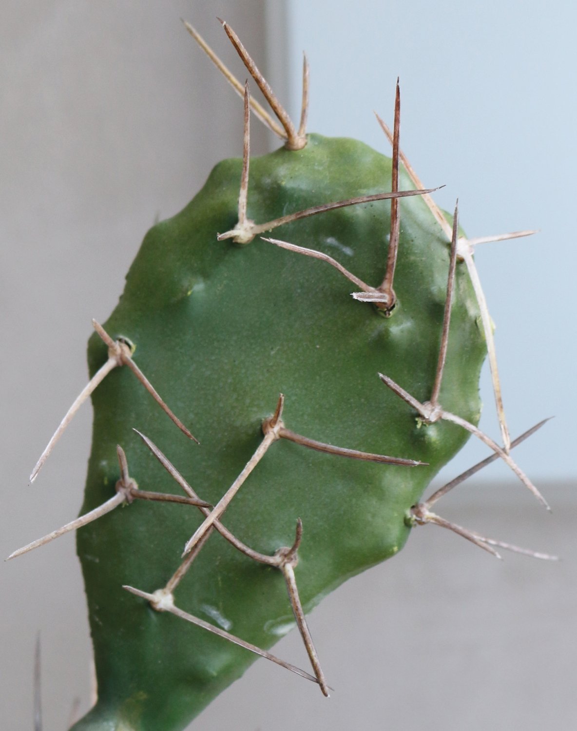 6107 883 a3 Искусственный кактус опунция, горшечная, 130 см, зеленая H-andreas 