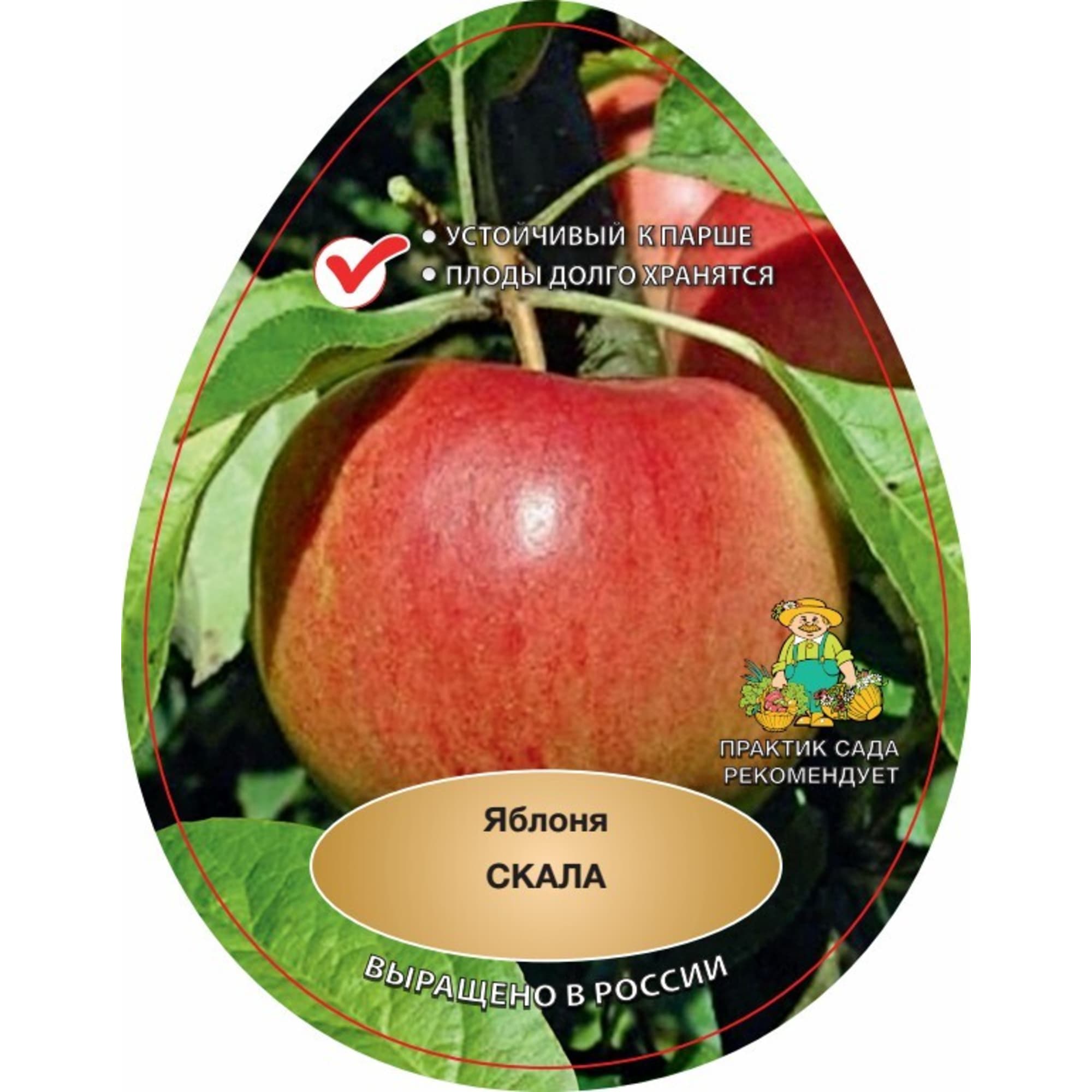 83791270 Яблоня Скала Santreyd 