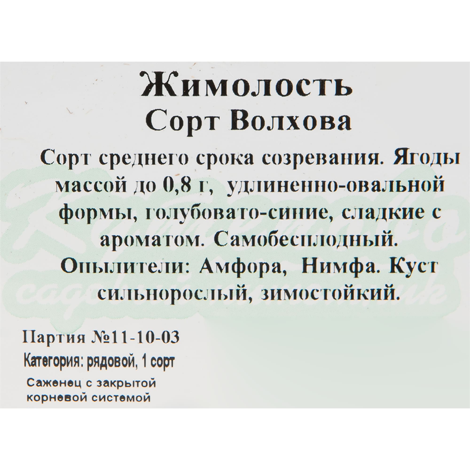 82597084 Жимолость плодовая «Волхова» C2 высота 50 см Santreyd  - Вид №1