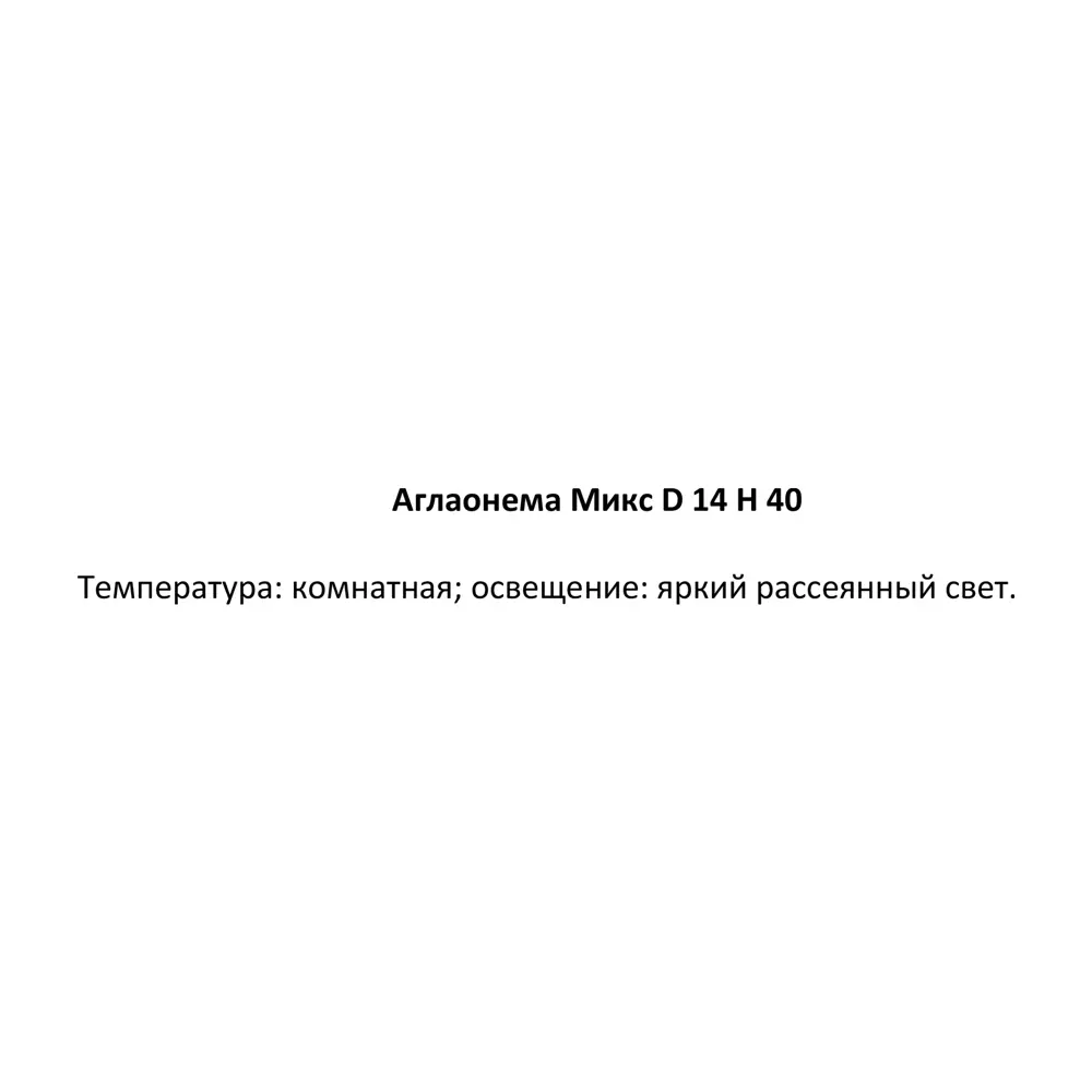Аглаонема микс ø14 h40 см Цветочный альянс 84450702 STLM-2180070 Santreyd  - Вид №3