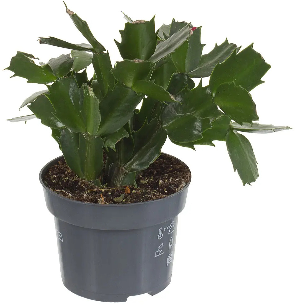 Santreyd Шлюмбергера микс - рождественский кактус для дома 18785846