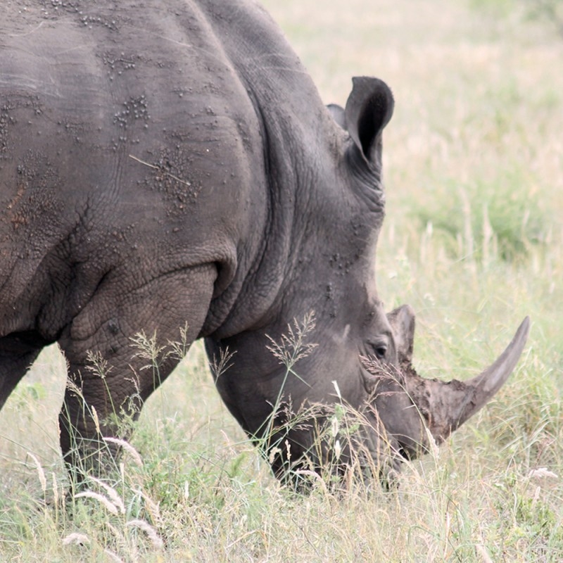 1294/CX38 Картина 0120 Adriani e Rossi  - Вид №1