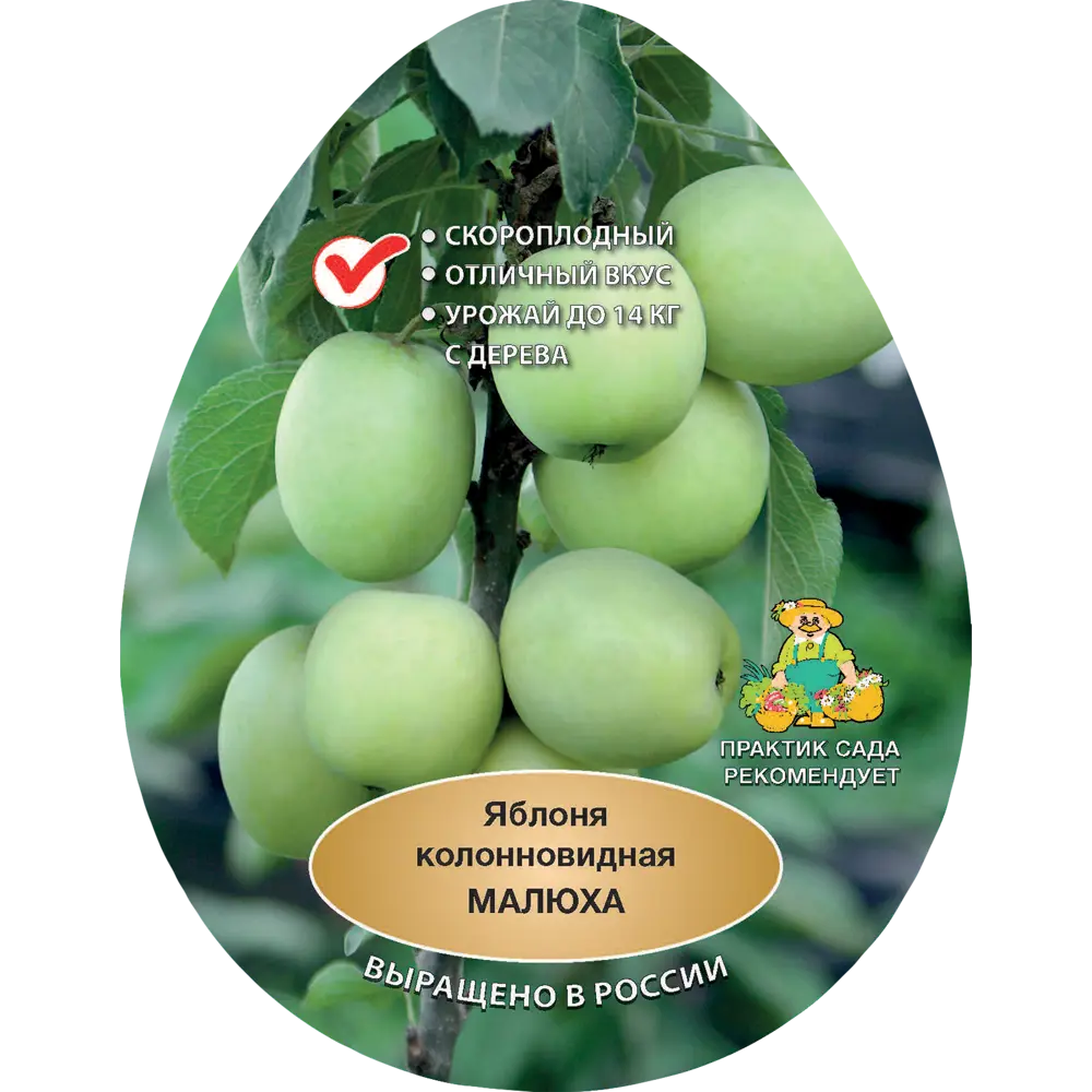 Яблоня колонновидная Малюха h200 см Поиск Инвест 84399320 STLM-2211889 Santreyd 