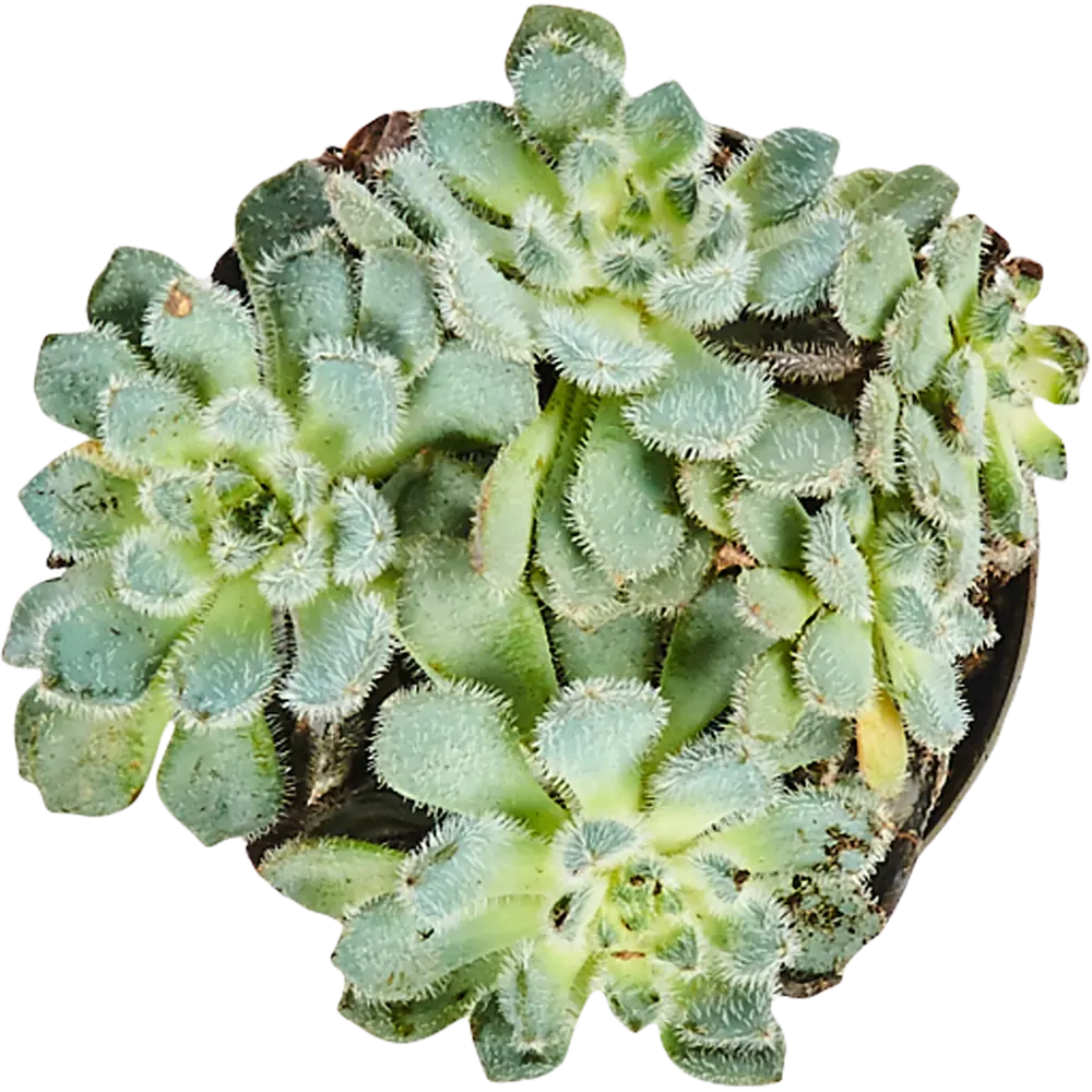Суккулент микс 14x10 см 82894903 STLM-2002054 Santreyd  - Вид №1