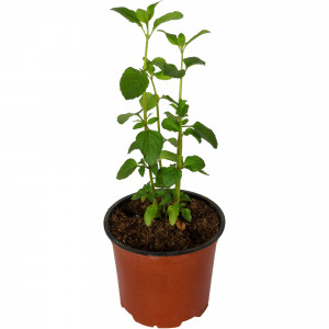 82219520 Мята Альмира 1.5 л h15 см